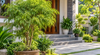 Cây đinh lăng phong thủy nên trồng ở đâu?