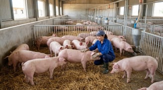 Giá heo hơi hôm nay 19/9: Miền Bắc chạm 60.000 đồng/kg, thị trường biến động nhẹ