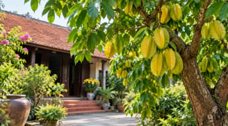 Người tuổi nào hợp trồng cây khế phong thủy? 4 con giáp được xem là dễ đón tài lộc, gia đạo thêm thuận