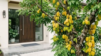 Tuổi nào hợp trồng cây khế nhất?