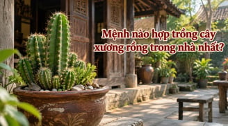 Mệnh nào hợp trồng cây xương rồng trong nhà nhất?