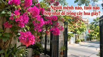 Người mệnh nào, tuổi nào hợp nhất để trồng cây hoa giấy?