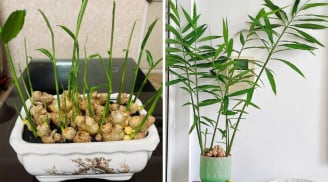 5 điều quan trọng cần biết khi chơi chậu gừng trong nhà