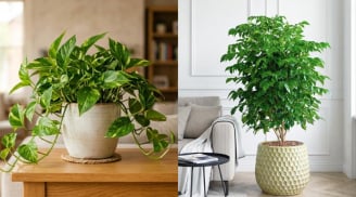 5 loại cây cảnh được nhiều gia đình ưa chuộng: Vừa làm đẹp nhà, vừa mang ý nghĩa may mắn, tài lộc
