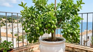 Cách trồng chanh trong chậu quả sai trĩu cành, ăn quanh năm