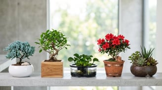 Không phải cây nào cũng hợp mọi mệnh: Cách chọn cây cảnh theo ngũ hành dễ áp dụng