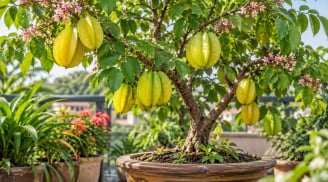 Lời khuyên cho những gia đình đang trồng cây khế trong chậu