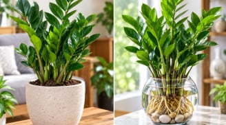  Trồng cây kim tiền phong thủy: Nên trồng chậu đất hay thủy sinh để cây xanh tốt, dễ chăm?