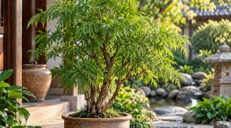 Tuổi con giáp nào hợp trồng cây đinh lăng phong thủy?