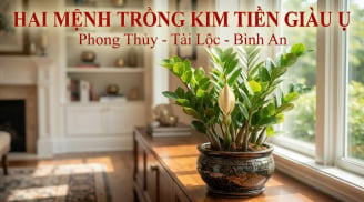 2 mệnh trồng kim tiền cực kỳ may mắn: Cây càng xanh người càng thăng quan phát tài
