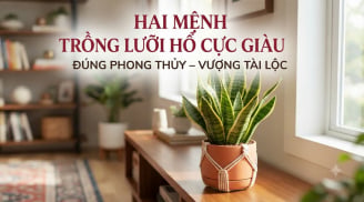 2 mệnh trồng lưỡi hổ cực kỳ may mắn: Cây càng xanh người càng giàu có