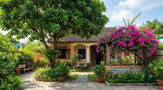 3 loại cây quen thuộc được nhiều gia đình chọn trồng trước nhà, vừa tạo bóng mát vừa mang ý nghĩa phong thủy