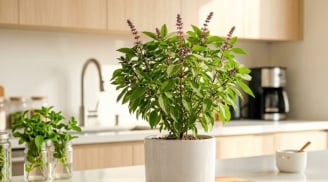 Cây húng quế tốt cho phong thủy: Trồng ở 3 hướng này hút tài lộc