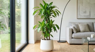 Mệnh nào hợp cây Thiết Mộc Lan nhất?
