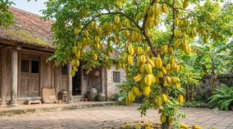 Mệnh nào kỵ cây Khế nhất?