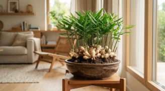 Mệnh nào trồng Gừng tốt nhất?
