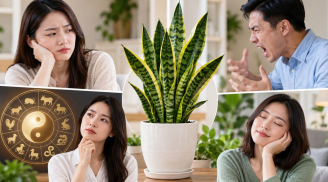 Những người không nên trồng cây lưỡi hổ
