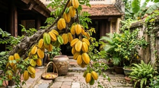Tuổi nào hợp trồng cây Khế nhất?