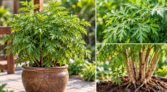 3 con giáp thích hợp trồng cây đinh lăng phong thủy