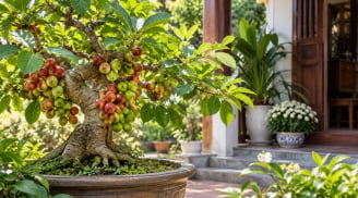 3 mệnh hợp trồng cây sung phong thủy?