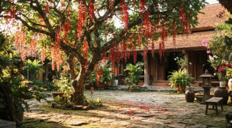 4 lý do nhà giàu thích trồng cây Lộc Vừng trong nhà