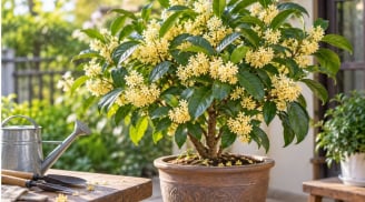 Trồng cây mộc hương phong thủy trong chậu: Muốn cây sai hoa, đừng bỏ qua 5 điều này
