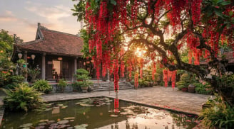3 vị trí trồng cây lộc vừng tốt cho phong thủy: Cây càng xanh tiền càng nhiều