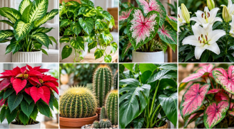 7 cây cảnh quen thuộc trong nhà cần cẩn thận vì có thể ảnh hưởng sức khỏe