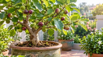 Lời nhắn cho gia đình đang trồng cây sung trong chậu: 7 điều nhiều người dễ làm sai