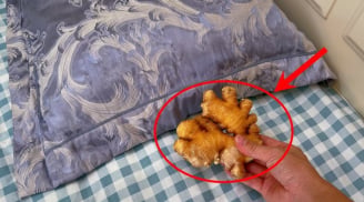 Tại sao bạn nên để một củ gừng dưới gối?
