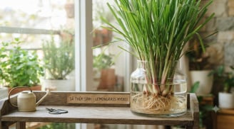 Cách trồng sả thủy sinh dùng cả năm không hết