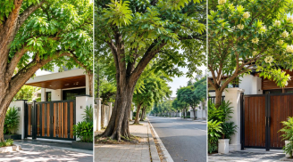 Lời khuyên cho gia đình có cây lớn trước cửa: Chú ý để vừa an toàn vừa tốt phong thủy