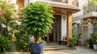 Mệnh nào hợp cây hạnh phúc nhất?