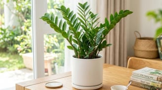 Mệnh nào kỵ trồng cây kim tiền?