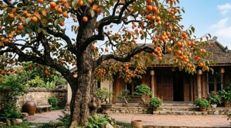 Có nên trồng cây hồng trước nhà không?