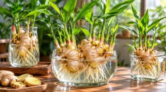 Mẹo trồng gừng thủy sinh: Chỉ cần làm đúng 5 bước, củ gừng lên mầm xanh tốt, đẻ nhánh đẹp mắt