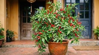 Vị trí trồng cây ớt hút tài lộc