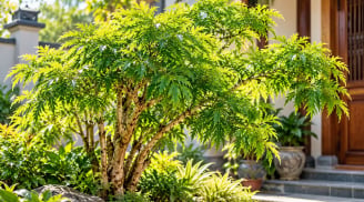 Dân gian nói rằng 3 con giáp này trồng cây đinh lăng được phù trợ phong thủy