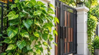 Tại sao không nên trồng cây trầu bà ngoài cổng nhà? 4 lý do nhiều người bỏ qua