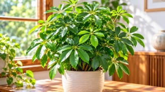 4 con giáp hợp trồng cây ngũ gia bì phong thủy, đặt đúng vị trí càng đẹp mắt