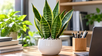 4 tuổi con giáp thích hợp trồng cây lưỡi hổ phong thủy ở bàn làm việc