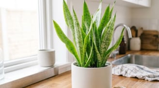 Cảnh báo quan trọng với những nhà đang trồng cây lưỡi hổ