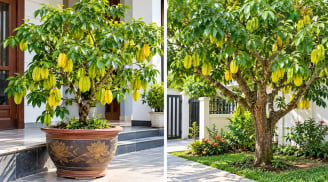Trồng cây khế phong thủy trước nhà: Nên trồng trong chậu hay xuống đất để vừa đẹp vừa dễ chăm?