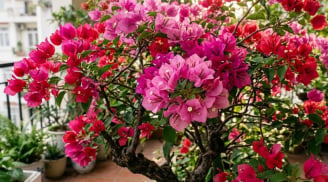 4 điều nhất định phải biết khi trồng cây hoa giấy