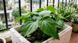 Cách trồng lá lốt trong chậu, cắm vài cành, ăn quanh năm