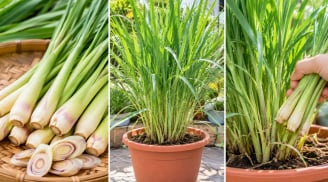 Cách trồng sả trong chậu nhanh thành bụi to, có sả dùng quanh năm: Chỉ cần nhớ 5 bước này