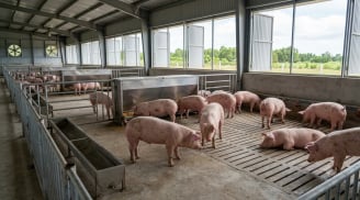 Giá heo hơi hôm nay 30/9: Ba miền tiếp tục giảm, chỉ còn một địa phương giữ mức 58.000 đồng/kg