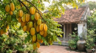 Những ai không nên trồng cây khế?