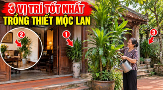 3 Vị trí tốt nhất trồng cây Thiết Mộc Lan cho gia chủ