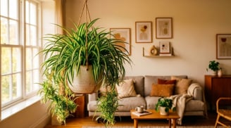 Cách chăm sóc cây dây nhện (cỏ lan chi) tươi xanh quanh năm